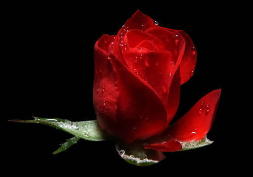 La leggenda del bocolo di Venezia - la rosa rossa