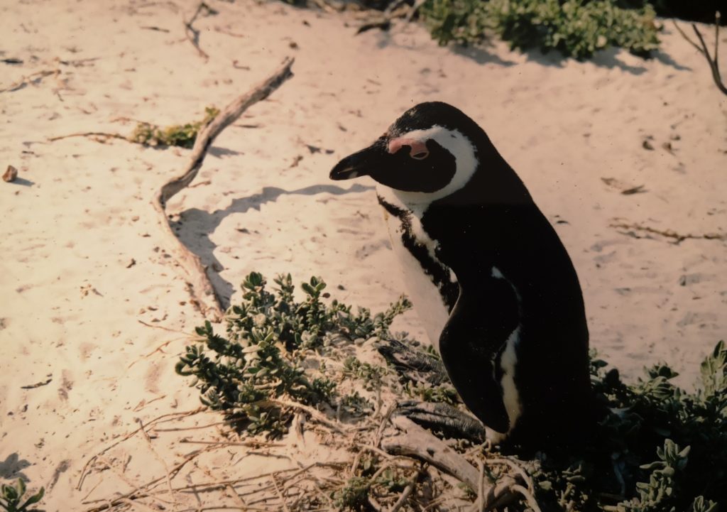 Sud Africa Pinguino