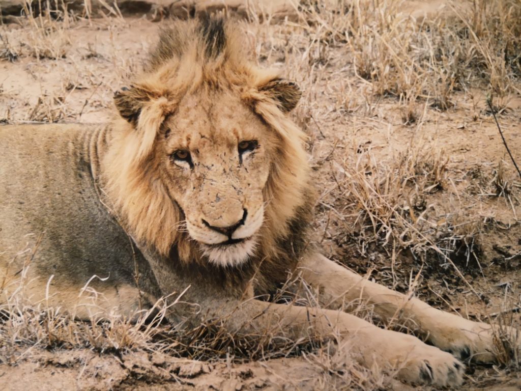 Sud Africa Leone