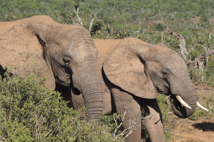 elefante sudafricano