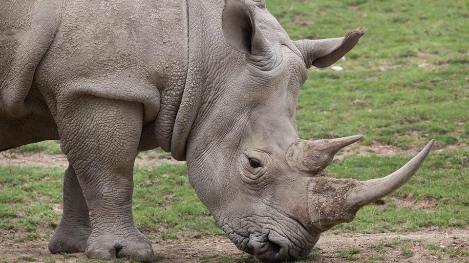 rinoceronte in sud africa